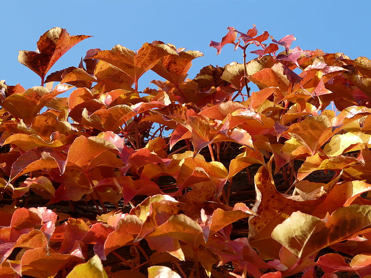foglie di vite, partner di vino, disegni da colorare, rosso, autunno, foglie, fogliame di caduta