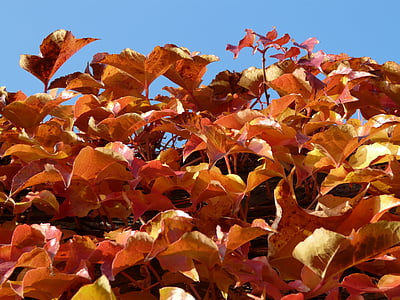 vinné listy, víno partner, Omalovánky, červená, podzim, listy, padajícího listí