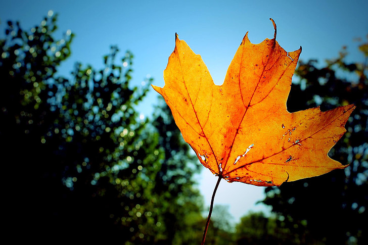 leaf, fall, colour, orange, blue, sunlight, nature