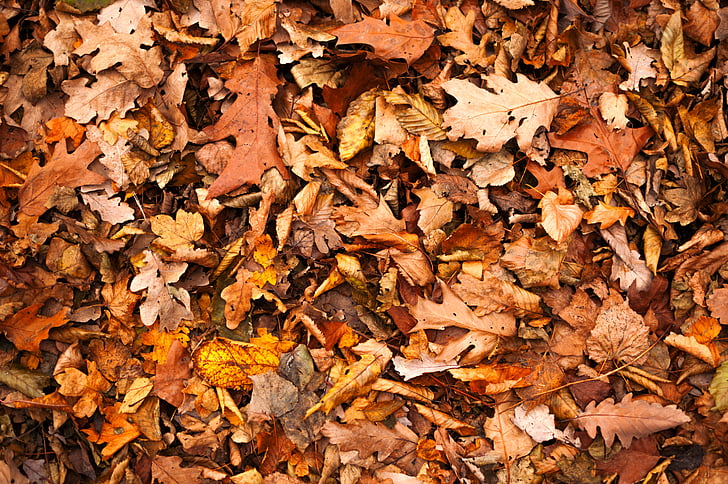 brun, tør, blade, dag, tid, falder, efterår