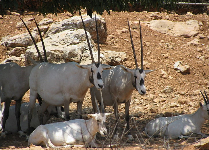 Oryx, antilopa, Afrika, divje, Oryx antilopa, živali, sesalec