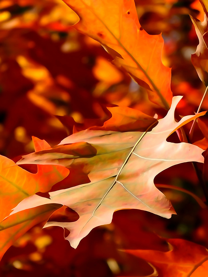 feuille, automne, la diminution de, orange, nature