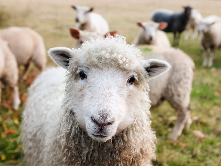 Irland, fåren, lammen, boskap, djur, närbild, Söt