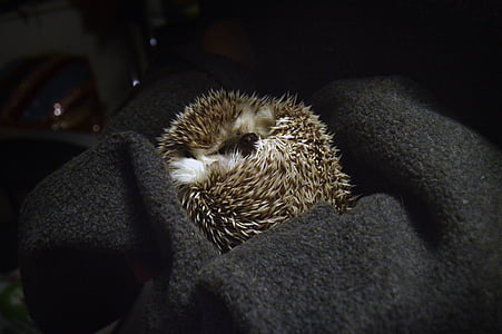 hedgehog, sleeping, animal, cute, nature, mammal, pet
