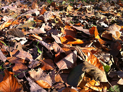 foglie, fogli di caduta, pavimento della foresta, foresta di autunno, autunno dorato, colorato, colore di caduta