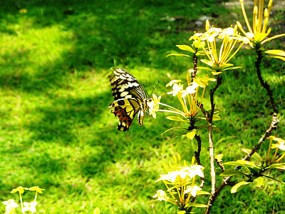 papillon, jaune, noir, fleurs, Ashoka, plantes, herbe