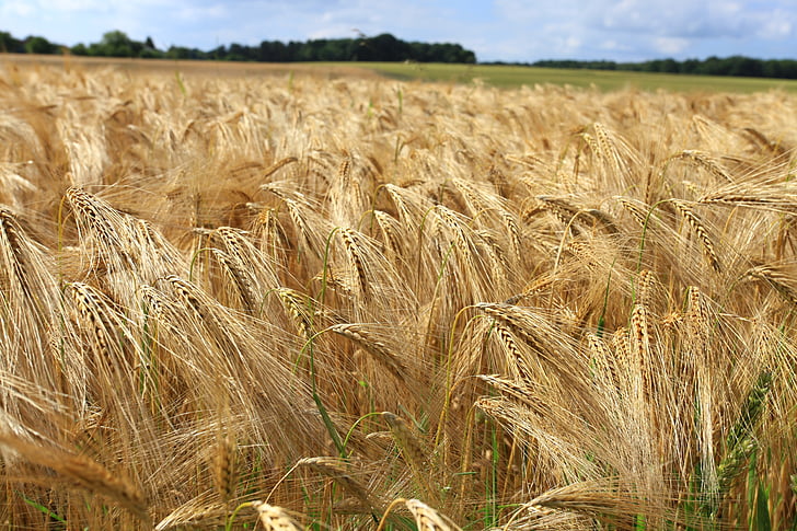 小麦, フィールド, トウモロコシ畑