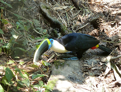 toucan, bird, bill, beak, colorful, exotic