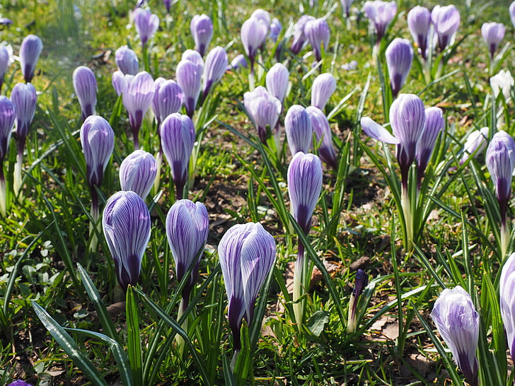 Krokus, Blume, Frühling, Bühen, violett, lila, gestreift