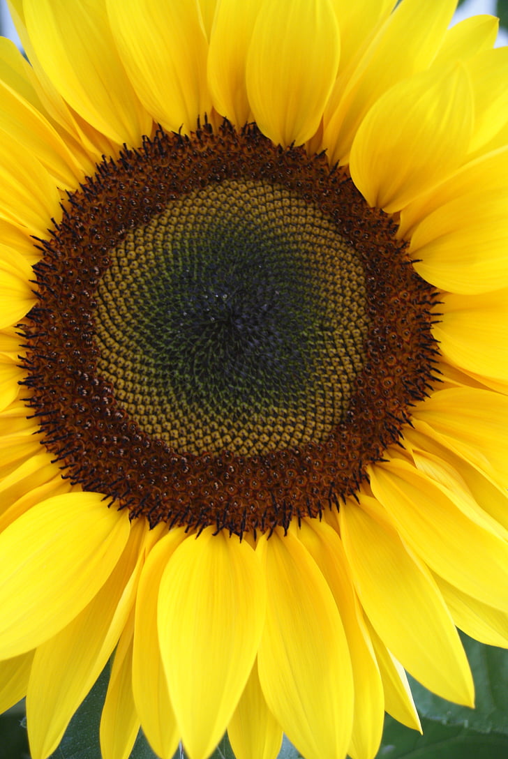 Sun flower, close-up, gul blomst, Luk