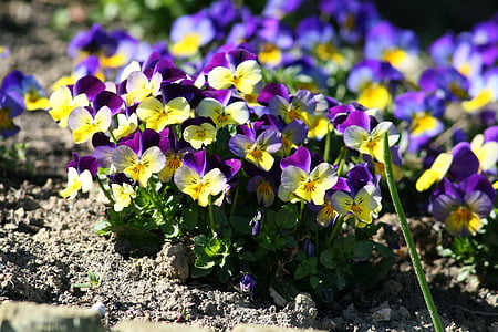 viooltje, Tuin, bloem, Bloom, beddengoed, Tuinieren, Flora