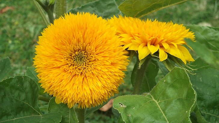 Słonecznik, żółty, Latem, roślina, jasne, Natura, kwiat
