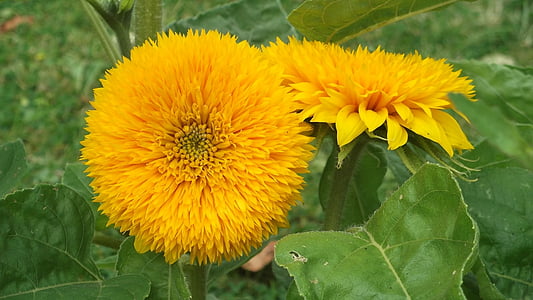 bunga matahari, kuning, musim panas, tanaman, cerah, alam, bunga