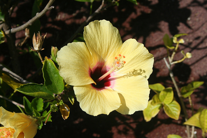 Hibiscus, planter, blomster, Bloom