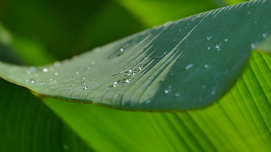 leaf, dewdrop, water, drop of water, dew, green, green leaf