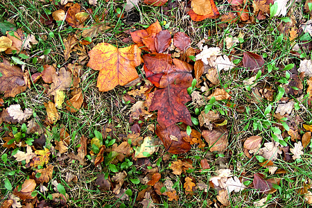 Blätter, Herbst, Herbstlaub, bunte, Blätter fallen, trocken