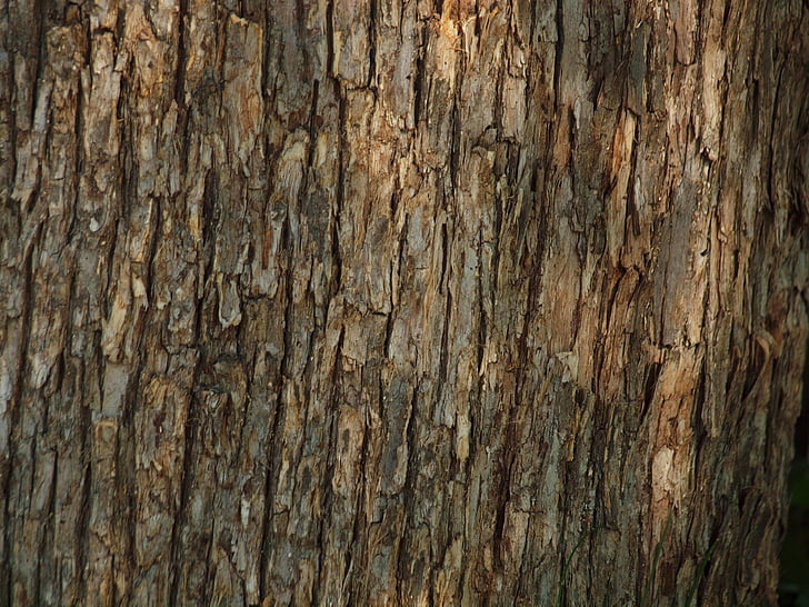 træ, Woods, bark, tekstur, skov, baggrund