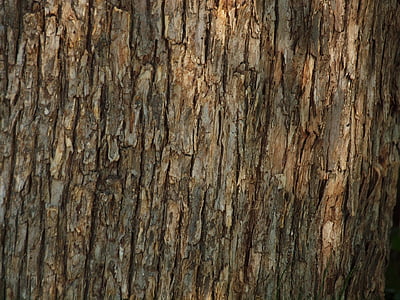 Baum, Wald, Rinde, Textur, Wald, Hintergrund