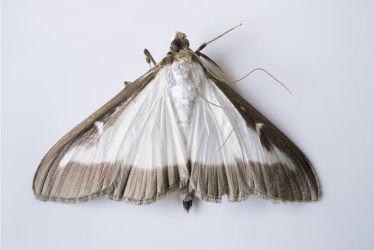 cydalima perspectalis, butterfly, moth, invasive, pest, brown, white
