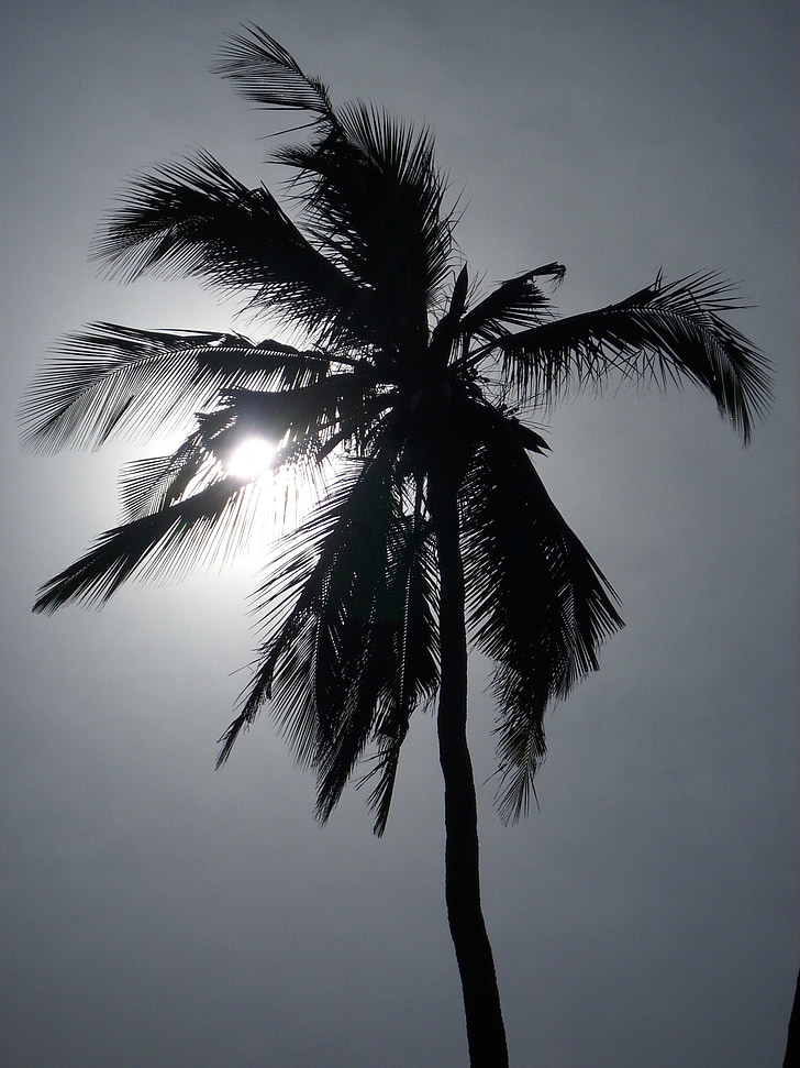 Palm, слънце, залез, красив плаж, вечер небето, Танзания, палмово дърво