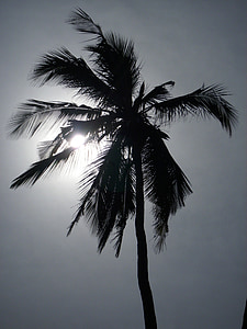 Palm, saule, saulriets, skaistas pludmales, vakara debesis, Tanzānija, Palma