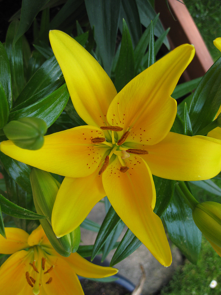 Lily, gul, blomst, anlegget, våren, natur
