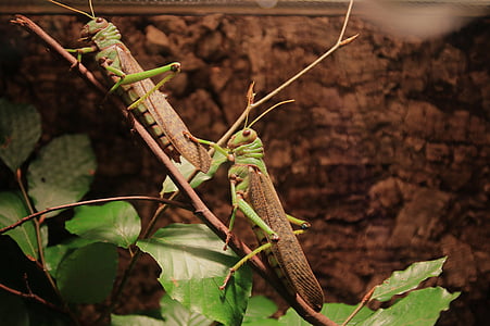 animals, grasshoppers, insect, migratory locust, viridissima