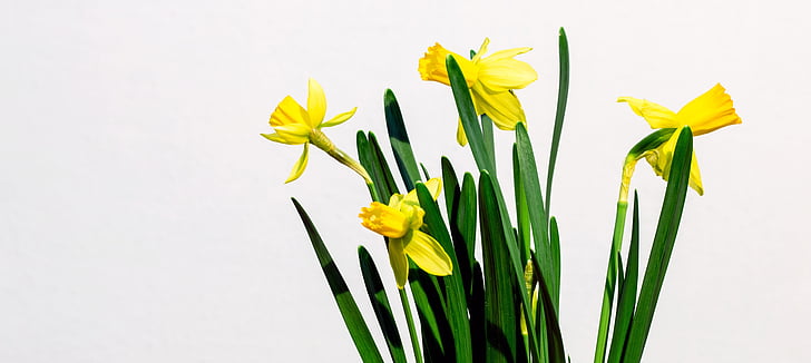 en narcissist, gul, blomma, detalj, Springtime, Daffodil, Studio skott