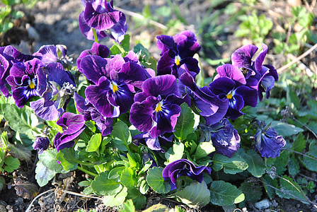 Viola blomst, våren, hage, anlegget, grønn, fiolett, natur