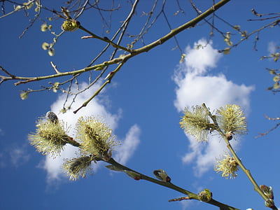 봄, 봄 하늘, 구름 꽃, 재미 있는 구름, 색된 버드 나무