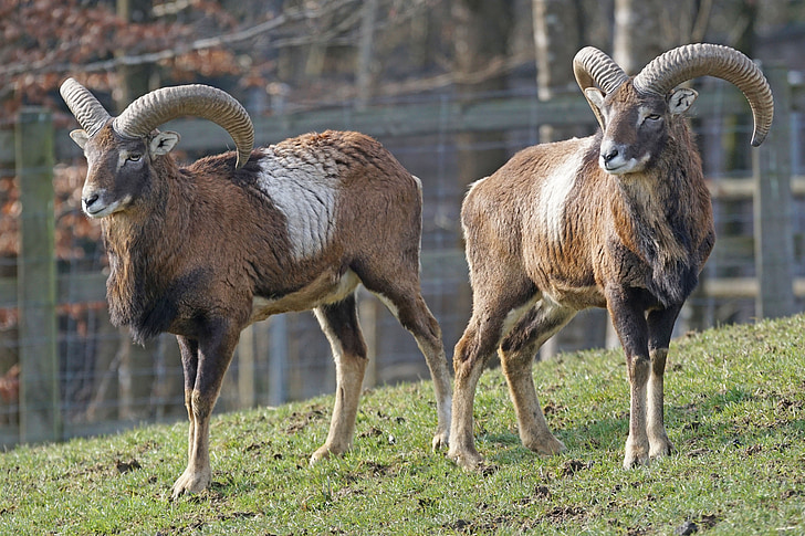Mouflon, bertanduk, ternak ruminansia, tanduk, paarhufer, fotografi satwa liar, makhluk