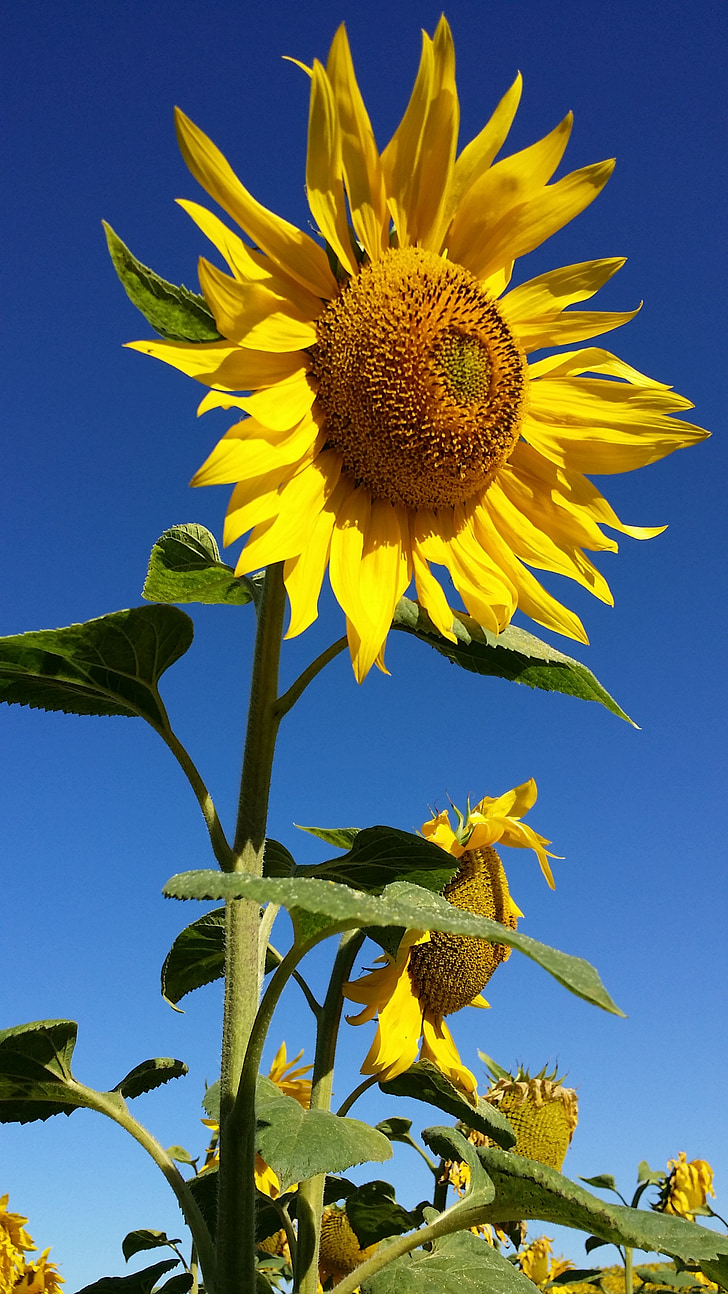 sunflower, flower, yellow, field, nature, life, sky