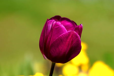 virág, tulipán, tavaszi, virágos, természet, szezon, friss