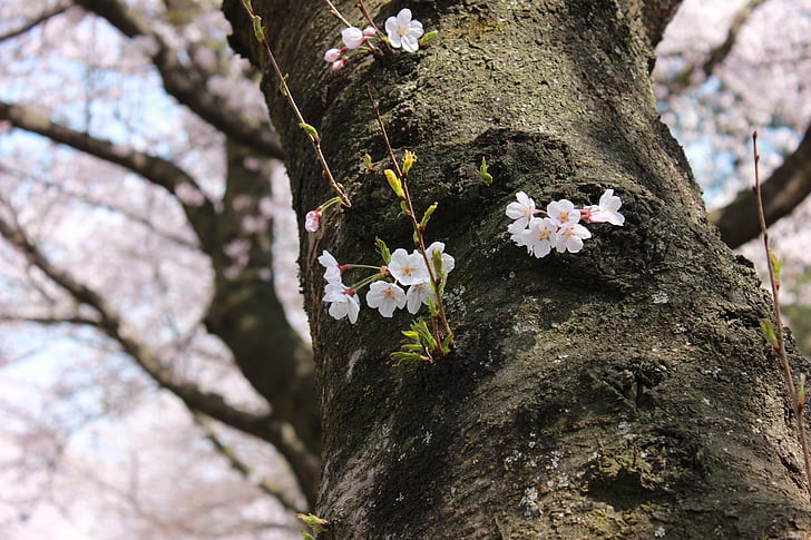 Pulau Jeju, Sakura, Universitas Nasional Cheju, musim semi, bunga, tanaman, alam