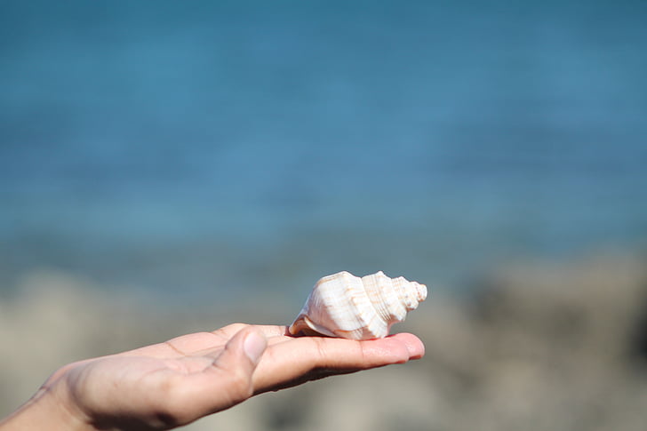 Sea shell, zee, Oceaan, shell