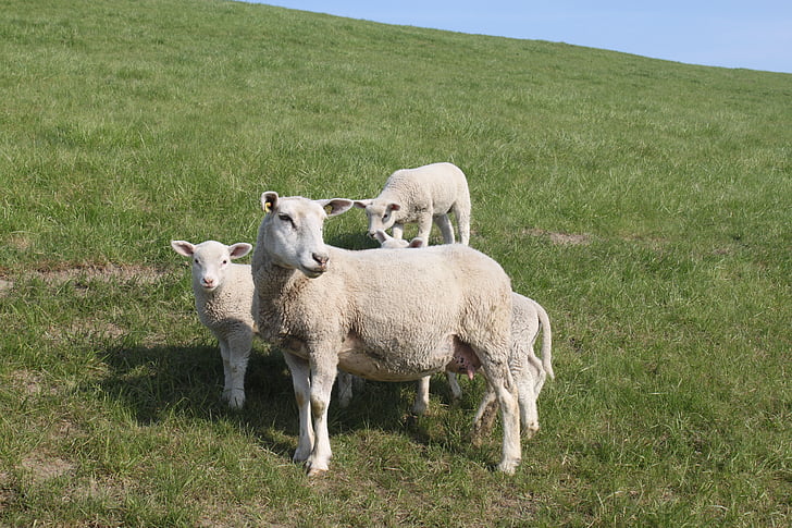 ovce, hrádza jahňacie, zviera, hrádza, Nordfriesland, lúka, jahňacie
