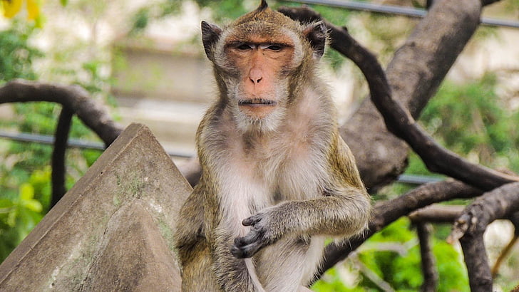 beždžionė, šventykla, Tailandas, vienas gyvūnas, laukiniais gyvūnais, gyvūnų laukinių gyvūnų, gyvūnų temos