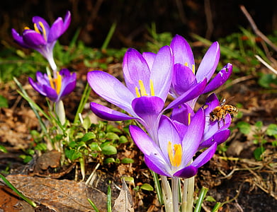Crocus, flores, abeja, primavera, flor de primavera, púrpura, naturaleza