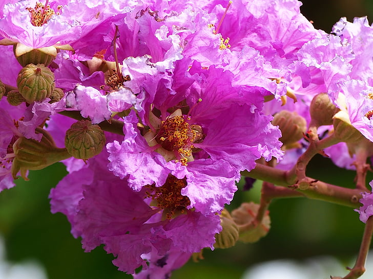 didelis gėlių, crape mirtos, rožinė ir violetinė, Taipėjus