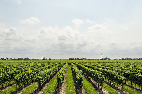 wijngaard, wijn, druif, Niagara