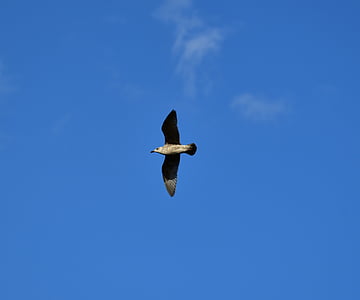 seagull, water bird, feather, seevogel, nature, sky, animal