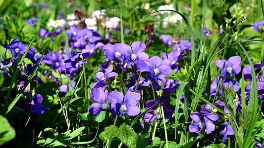 spring, violet, nature, purple flowers