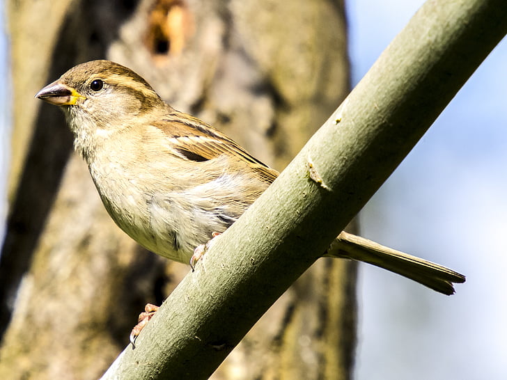 σπουργίτι, ο «Sperling», σπίτι sparrow, πουλί, Songbird, κήπου πουλιών, φύση
