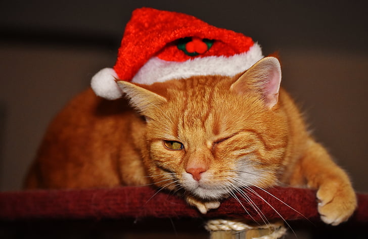 кошка, красный, Рождество, Подмигнуть, колпак Санта-Клауса, смешно, мило