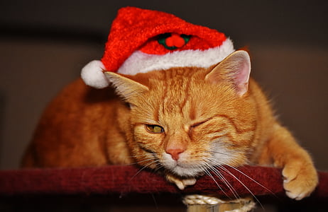 kočka, červená, Vánoční, mrknutí, Santa čepice, Legrační, Fajn