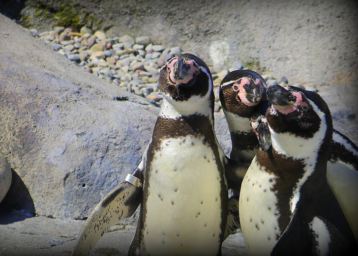pinguin, gradina zoologica, pasăre, natura, Antarctica