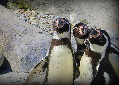 pingvin, Zoo, fågel, naturen, Antarktis