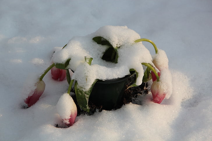 pozimi, pokopališče, sneg, narave, ki zajema, tulipani, hladno - Temperature