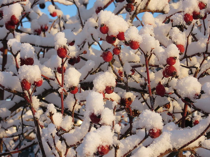 Rose hip, fructe sălbatice, zăpadă, cristale de zăpadă, rece, iarna, Wild rose