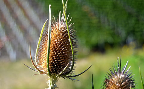 thistle, dry, head, wild thistle, faded, brown, drought